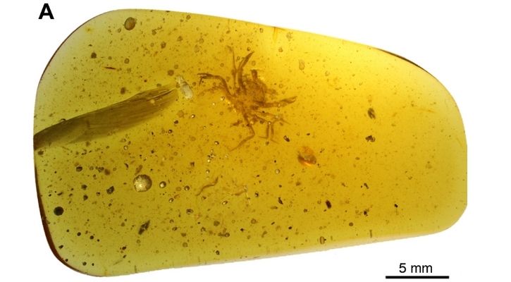 Investigadores descubren un cangrejo de 100 millones de años atrapado dentro de ámbar