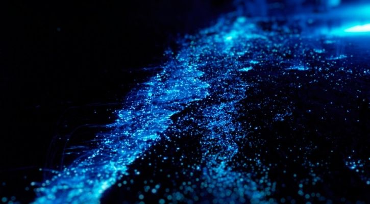 bioluminesensi plankton