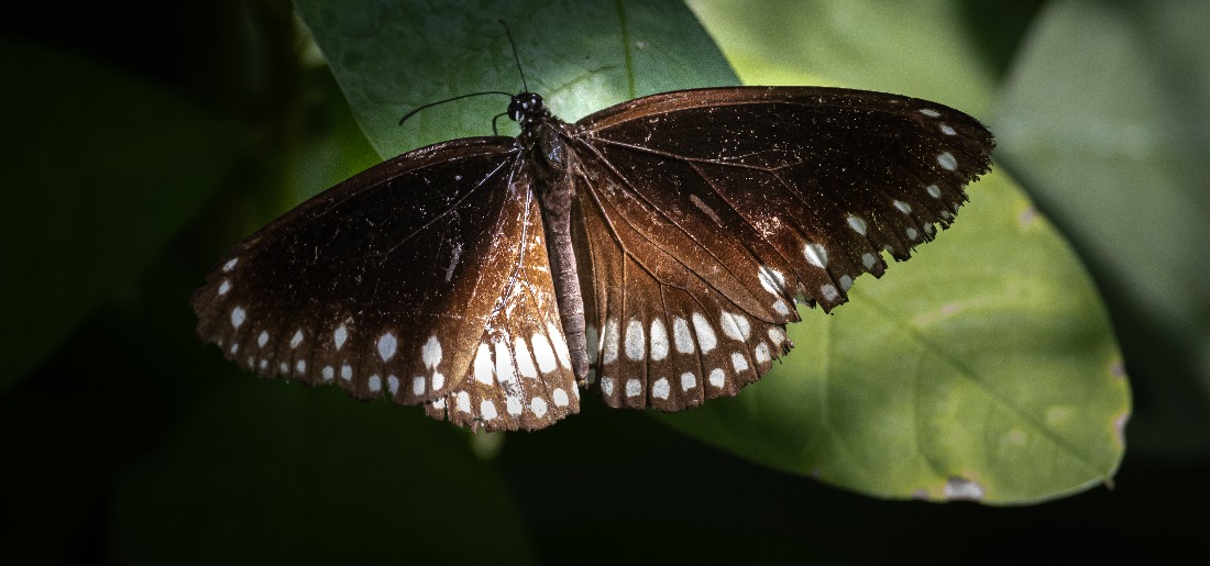 The Butterfly (And Moth) Effect: The Silent Superheroes Of Nature The Butterfly (And Moth) Effect: The Silent Superheroes Of Nature