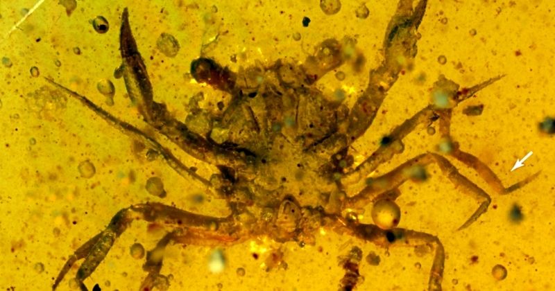 Photo of Des chercheurs découvrent un crabe vieux de 100 millions d’années piégé dans de l’ambre