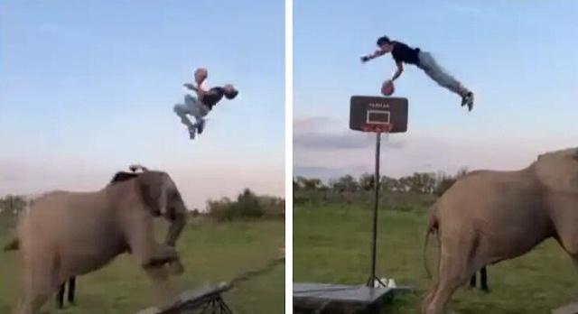 Man Performs Basketball Dunk With Help Of Elephant In Viral Video