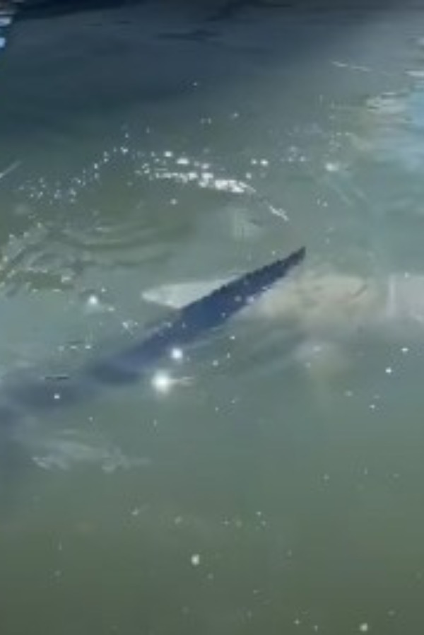 Watch: Shark Circles, Attacks Alligator In Tense Standoff Between Two Apex Predators 