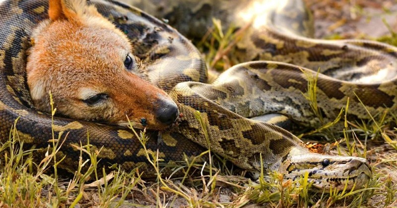 Python Strangles Jackal But Can You Spot The Butterfly?