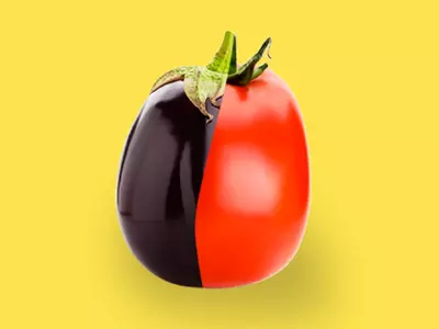 brimato brinjal tomato