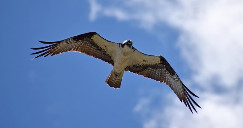 Falcon Eagle Migrated From South Africa To Finland In 42 Days