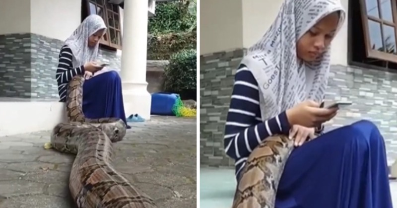 Giant Python Sleeps On Girl’s Lap In Viral Video