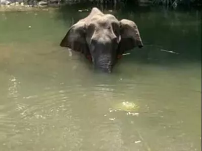 kerala pregnant elephant death