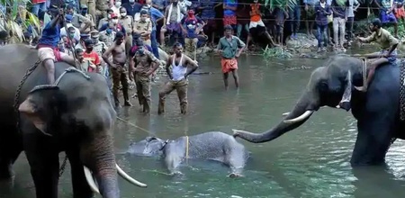 Kerala pregnant elephant death