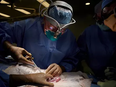 pig kidney transplant into human
