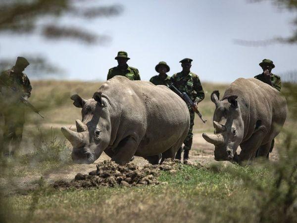 Najin, One Of The World’s Last Two Northern White Rhinos, Retires From ...