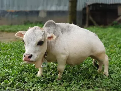 rani-shortest-cow