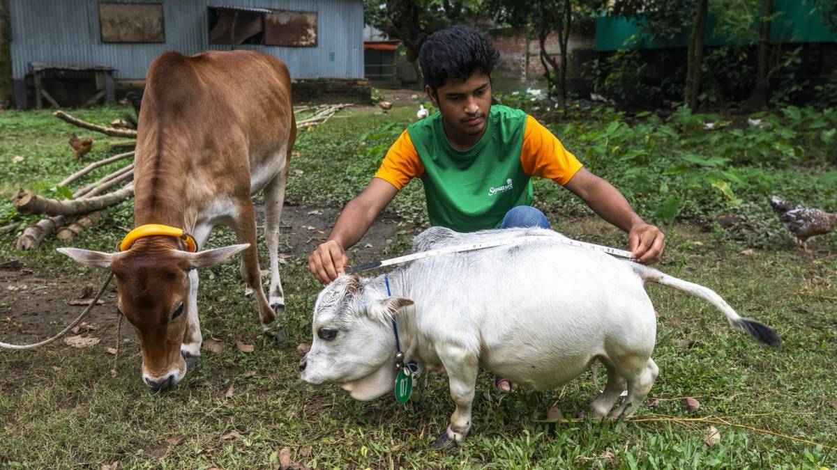 Rani, The Shortest Cow On The Planet Makes It To Guinness List After Death