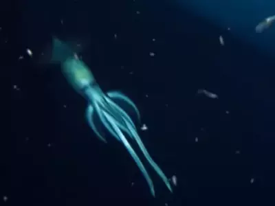 giant squid like creature red sea