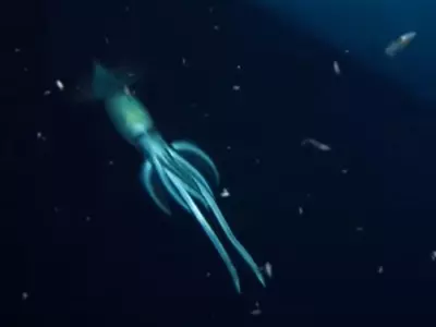 squidlike creature 