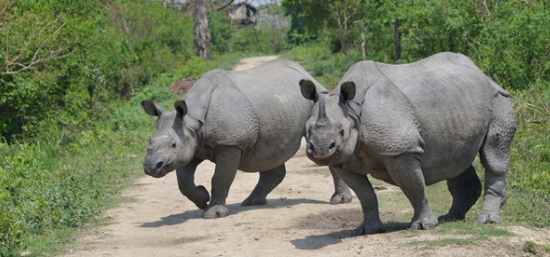 PM hails Assam's effort to stop rhino poaching