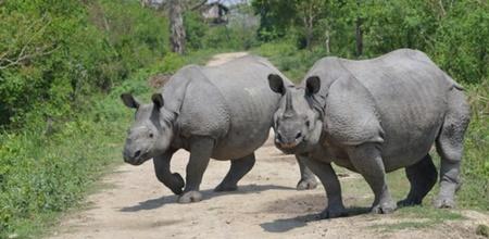 No Rhinos Poached In Assam In 2022