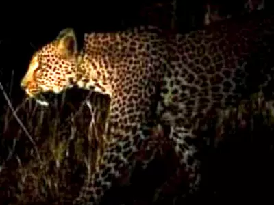 Maharashtra Woman Sleeping Outside Her Hose Due To Summer Heat Killed In Leopard Attack