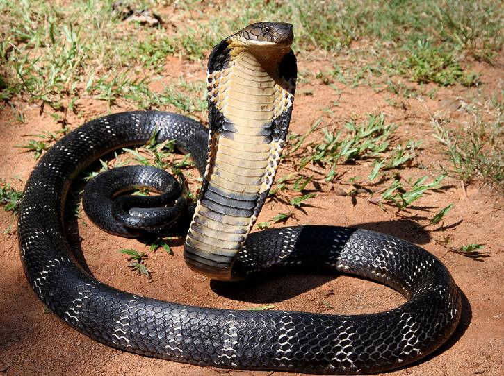 Snakes in the shower will send shivers up your spine (Video)