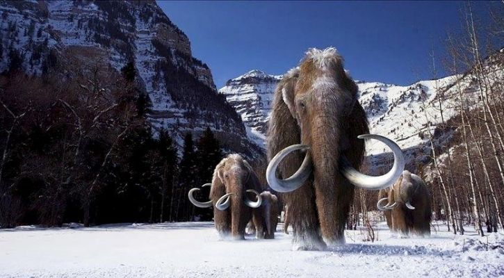 A woolly mammoth is depicted in this artist impression