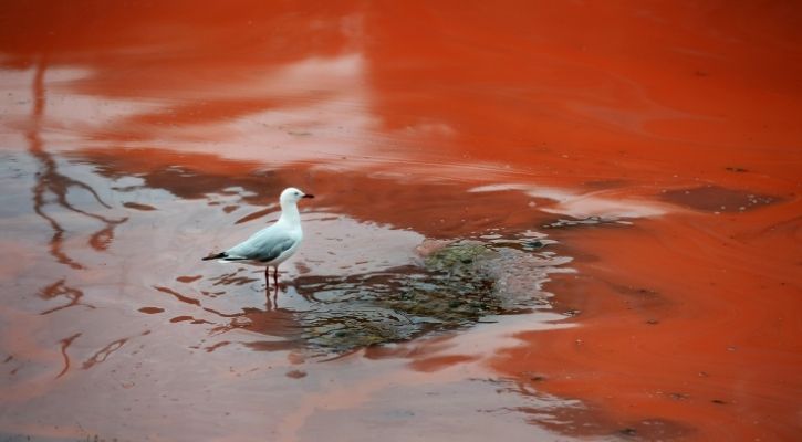 Bird stands in the red river