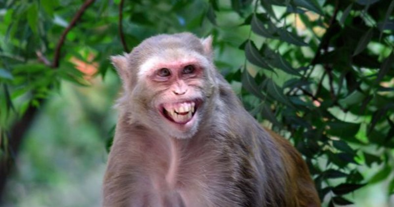 Monkey Travels 22 KM To Take 'Revenge' From Villagers Who Informed