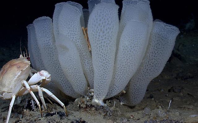 11 Longest Living Creatures On The Planet