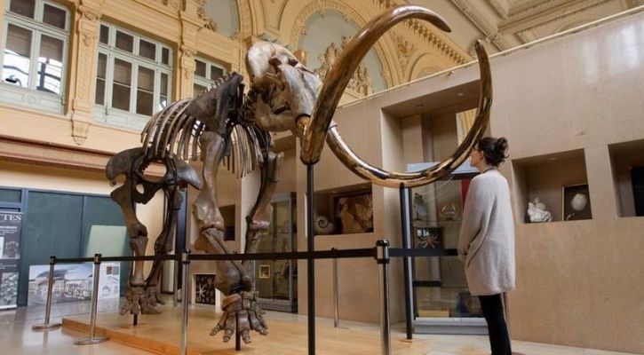 Remains of a woolly mammoth | Reuters