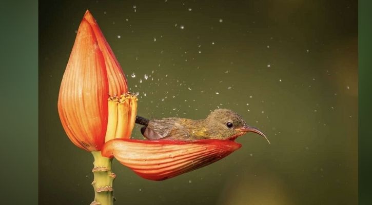 A songbird bathing in a banana flower petal |  Instagram @rahulsinghclicks