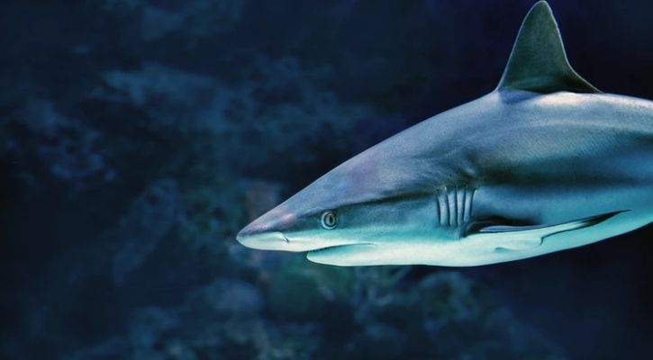 More than 30% of shark species are now threatened with extinction, IUCN update 