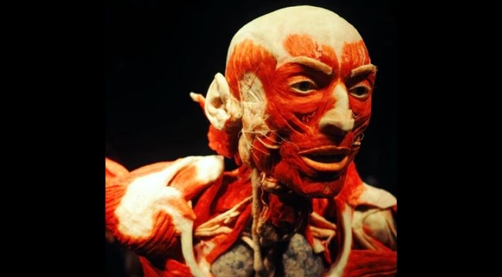 human body temperature cooling down evolution