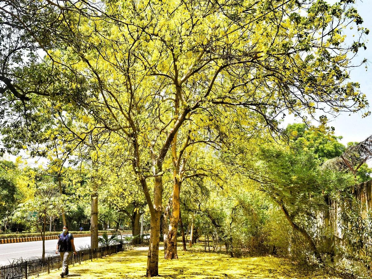 In Haryana, Trees Older Than 75 Years To Get Rs 2,500 A Year As Pension For  Their Maintenance