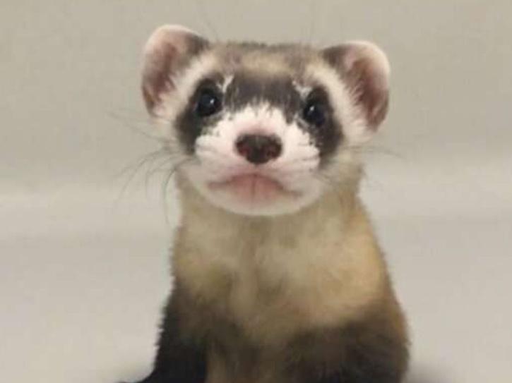 blackfooted ferret clone