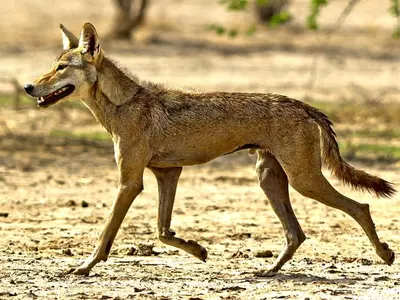 Indian Wolf endangered