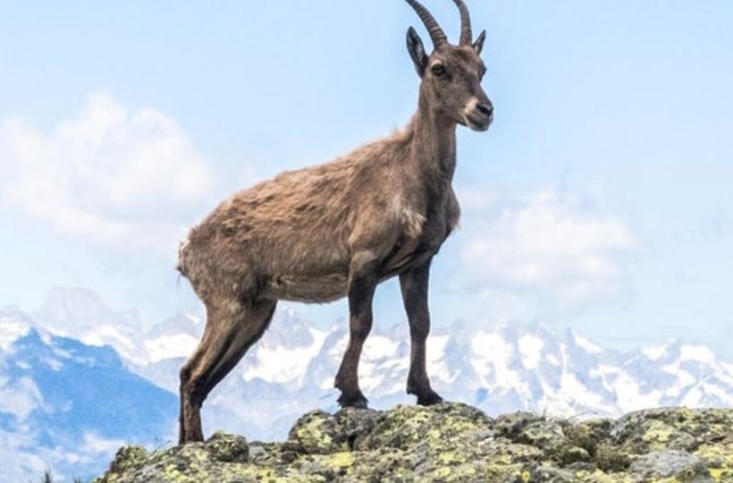 Mammals Who Live In Mountains Evolve Faster Because Of Complex Survival Habitat Mammals Who Live In Mountains Evolve Faster Because Of Complex Survival Habitat