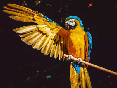 A parrot is pictured in this image