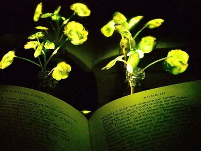 Plants that emit light