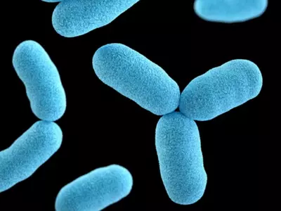 A representation of bacteria