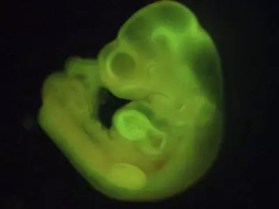 Lab-Grown Embryos Could Unlock The Secrets Of Human Body