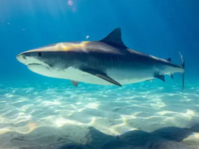 Over 30% Shark Species Now Face Extinction, IUCN Updated 'Red List' Reveals