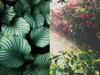Plant species are pictured in these images