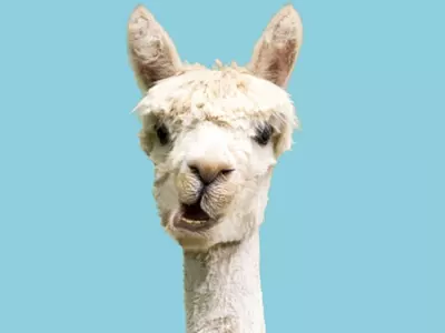 A llama is pictured here