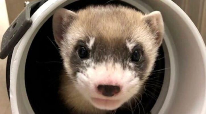 blackfooted ferret clone