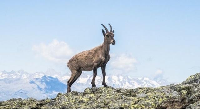 Mammals Who Live In Mountains Evolve Faster Because Of Complex Survival Habitat Mammals Who Live In Mountains Evolve Faster Because Of Complex Survival Habitat
