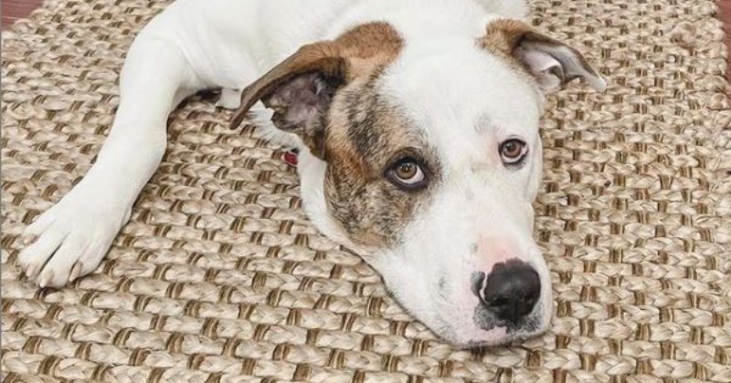 Adorable Video: Family Dog Check On Children As They Sleep At Night