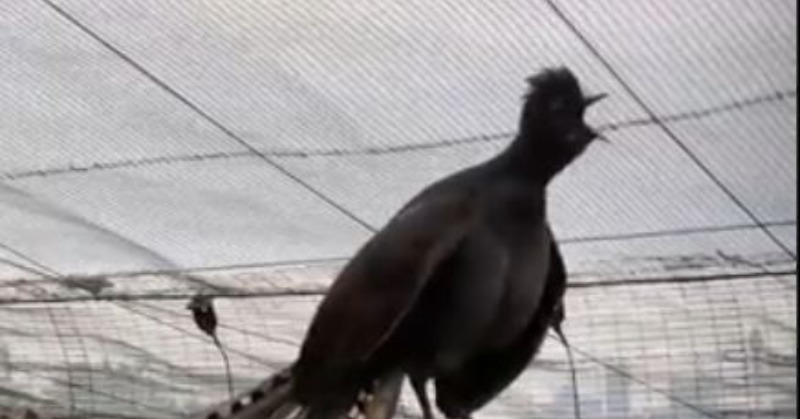 Amazing! Bird Sounds From The Lyre Bird - David Attenborough - BBC Wildlife  
