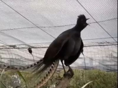 Zoo authorities say that these birds are masters at belting out different vocal sounds and in past have been recorded producing car horns to jackhammers to chainsaw sounds.