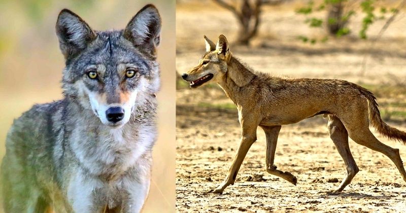 With Less Than 3,000 Alive, Indian Wolf Is Most Endangered Wolf Species ...