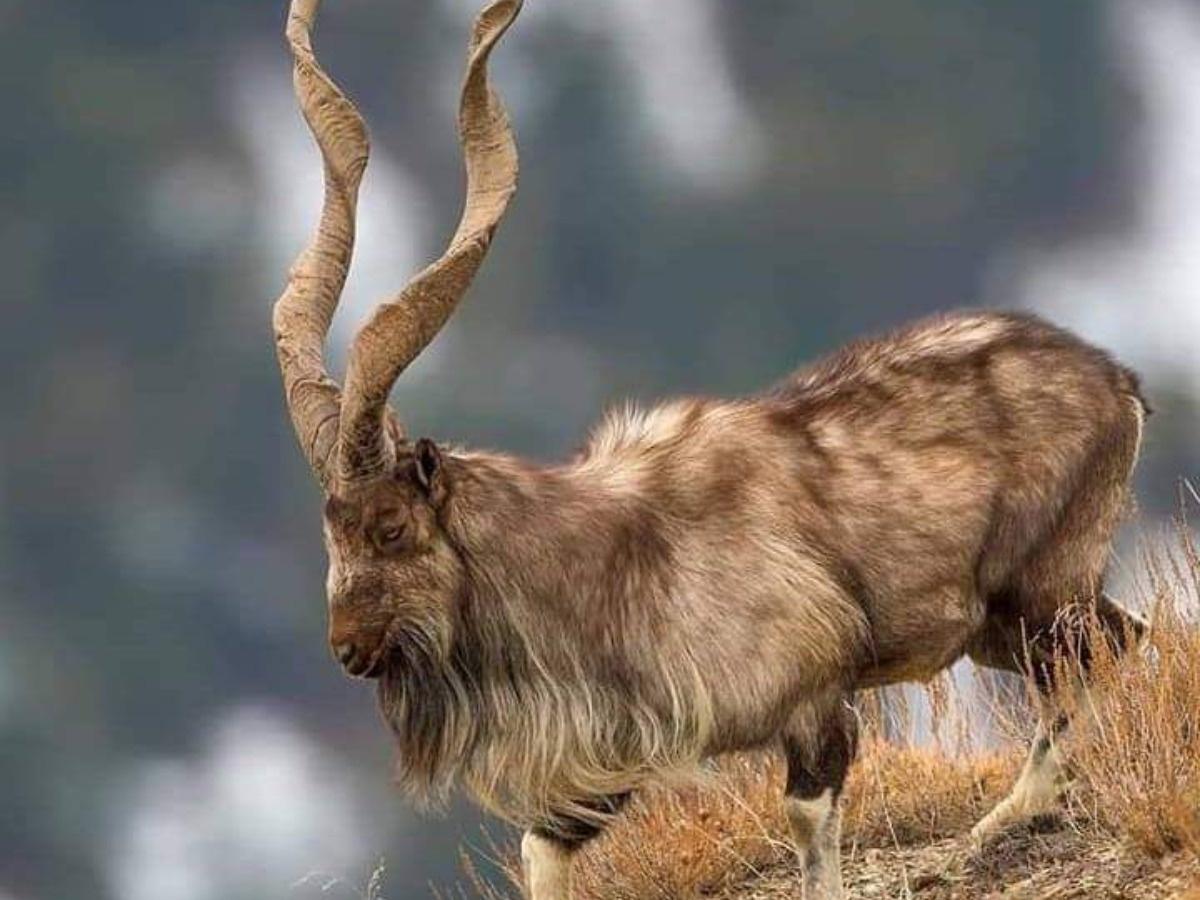 No Border Can Stop Them: Pakistan's National Animal Markhors Visit India As  Guests Of Honour
