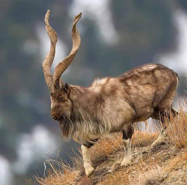 No Border Can Stop Them: Pakistan's National Animal Markhors Visit India As Guests Of Honour No Border Can Stop Them: Pakistan's National Animal Markhors Visit India As Guests Of Honour
