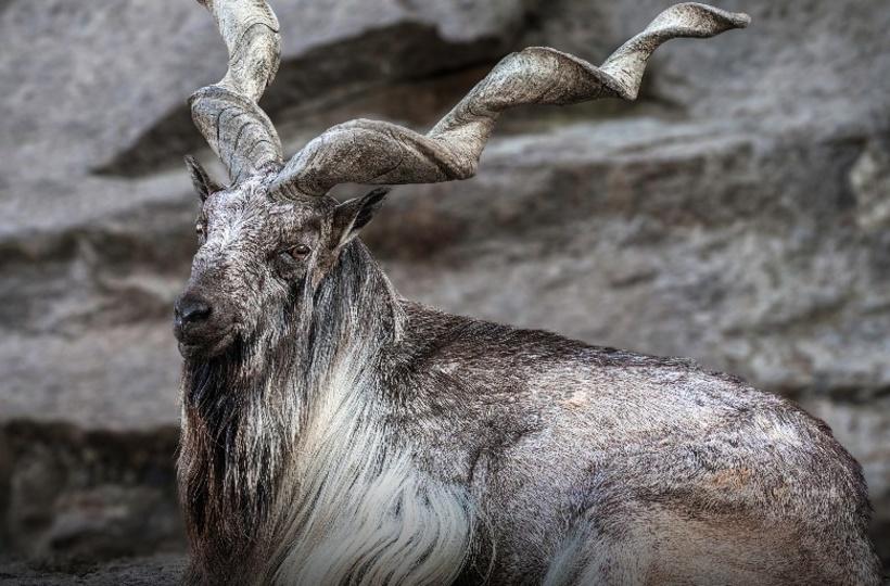 No Border Can Stop Them: Pakistan's National Animal Markhors Visit India As  Guests Of Honour